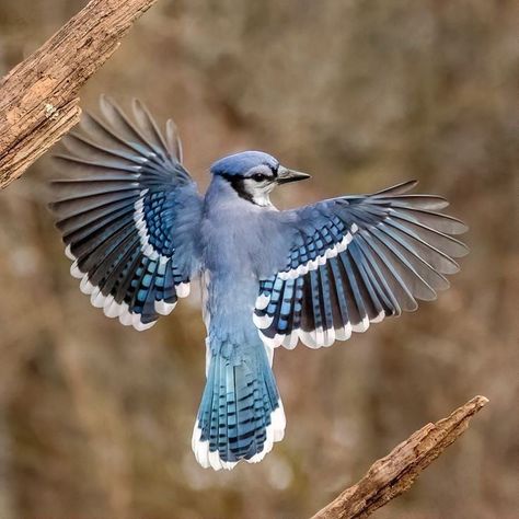 Blue Jay: A Detailed Guide of Blue Jay Bird. All information, facts, and pictures of the Blue Jay bird breed. Vogel Gif, Bird Breeds, Blue Jay Bird, Jay Bird, Bird Wings, Pretty Animals, Bird Pictures, Exotic Birds, Birds Tattoo