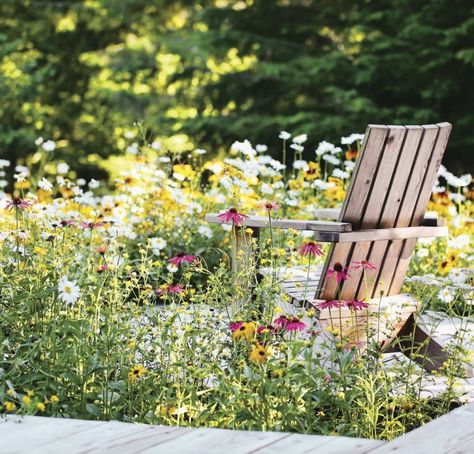 Plant Wildflowers, American Meadows, Cheap Backyard, Meadow Garden, Backyard Gardening, Cottage Style Decor, Wildflower Garden, Small Space Gardening, Wildflower Seeds