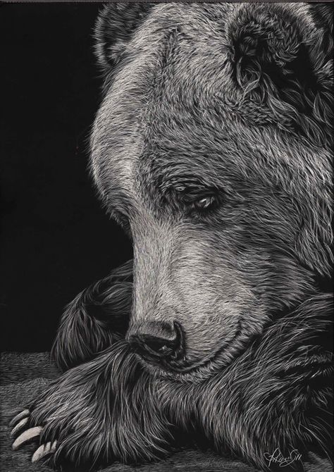 Black White Animal Drawing, Charcoal Animal Drawings, Scratch Board Art, Black And White Animal Portraits, Bear Black And White Drawing, Scratchboard Animals, Scratchboard Drawings, Photo Ours, Scratchboard Artists