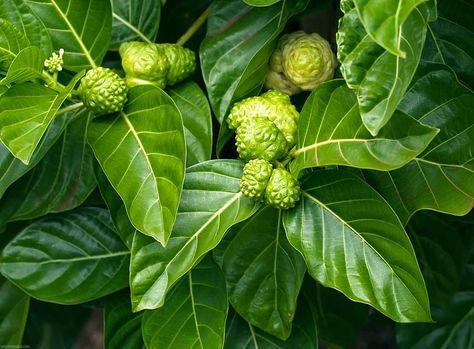 The Hawaiian Noni fruit, or Morinda citrifolia L., part of the Coffee Family, is a polarizing fruit—revered by some and avoided by others. Dive into these fun facts about Hawaii's Noni Tree. #NoniFacts #HawaiianFlora Maui Luau, Palm Tree Fruit, Hawaiian History, Noni Fruit, Maui Vacation, Coffee Plant, Tropical Tree, Fruit Plants, Growing Tree