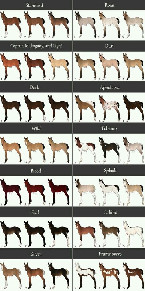 Horse Adoptables, Horse Color Chart, Horse Species, Blanket Appaloosa, Horse Lineart, Kelpie Horse, Beautiful Horses Wild, Liver Chestnut, Leopard Appaloosa