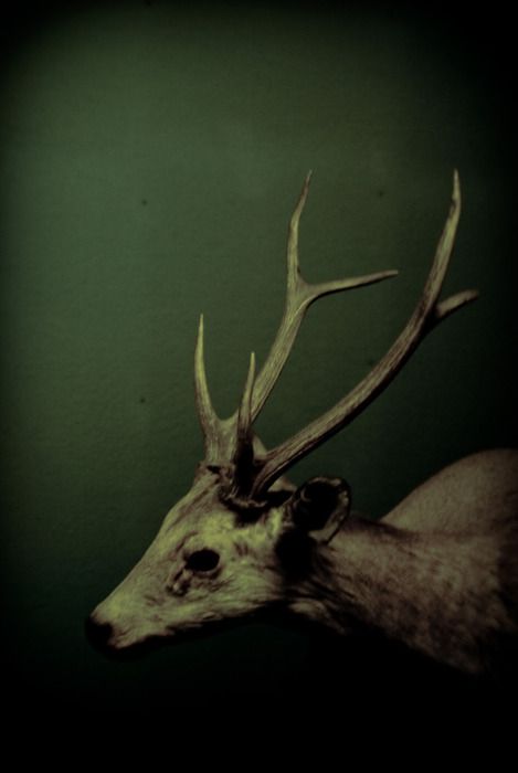 Eerie | Creepy | Surreal | Uncanny | Strange | 不気味 | Mystérieux | Strano | Dark Naturalism, Vulture Culture, Dark Green Aesthetic, Deer Skulls, Animal Nature, A Deer, The Secret History, Foto Inspiration, Carlisle