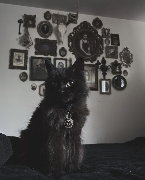 Industrial Punk, Goth Metal, Accessories Goth, Unique Clothes, Gothic Clothing, Bags And Accessories, Follow For More, Feline, Black Cat