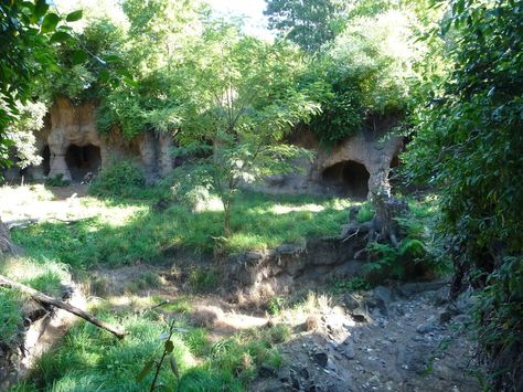 Woodland Park Zoo - African Wild Dog Exhibit Wolf Habitat, Zoo Exhibit, Dog Enclosure, Zoo Boo, Animal Enclosures, Zoo Inspiration, Woodland Park Zoo, Zoo Architecture, Zoo Ideas