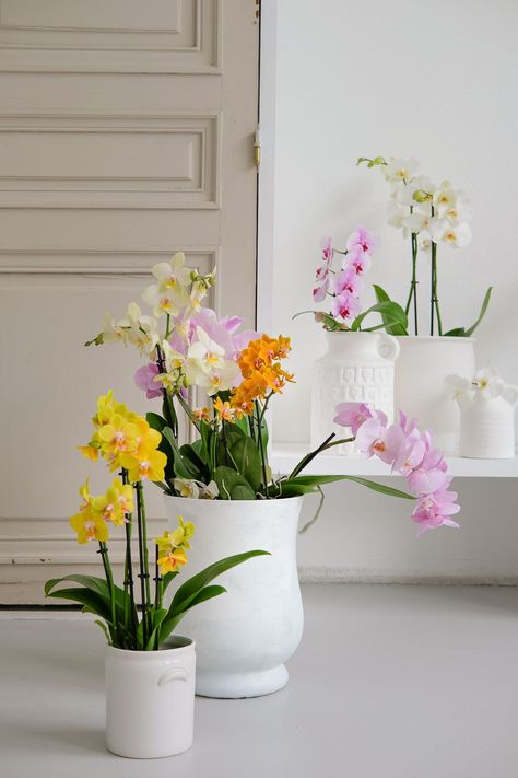 Recently, Happy Monday Blog’s enthusiastic sisters Leoni and Tineke got to work on orchid styling. They are both photographers, have a great sense of styling and love for flowers and plants. Doesn’t that make you happy every day? Read on for inspiration! Orchid In Bedroom, Orchid Entryway, Orchid Interior Design, Vanda Orchids Hanging, Orchid Interior, Everyday Happy, The Orchid Dollhouse, Grass Basket, Orchid Care