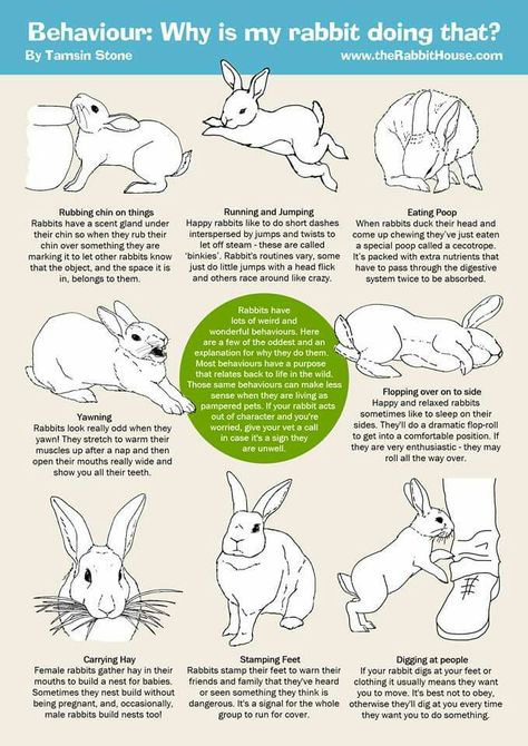 Little weirdos 😆😗 Rabbit Bordem Breakers, How To Pet A Rabbit, Rabbit Tips Bunny Care, Rabbit Body Language, Pet Bunny Ideas, Bunny Body Language, Pet Bunny Care, Bunny Care For Beginners, How To Take Care Of A Bunny