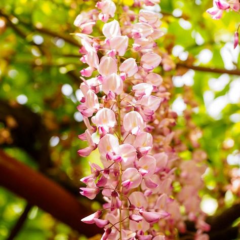 American Wisteria, Pink Wisteria, Chinese Wisteria, Wisteria Plant, Climber Plants, Clematis Montana, Mediterranean Garden, Pink And White Flowers, Buy Plants