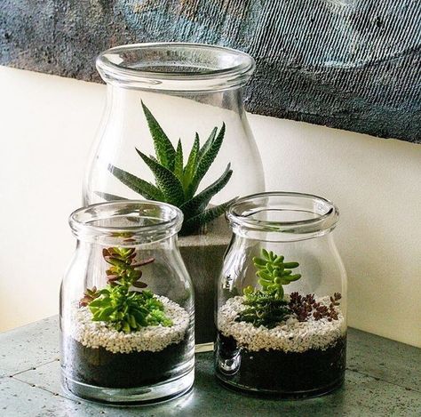 Plant In Glass, Plants In Jars, Recycled Jars, نباتات منزلية, Bottle Garden, Inside Plants, Succulent Gardening, Garden Terrarium, Terrarium Plants