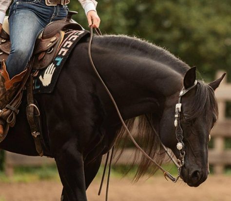 All Horse Breeds, Quarter Horse Stallion, Reining Horses, Magical Horses, Barrel Racing Horses, Horse Inspiration, Reference Pics, American Quarter Horse, Western Pleasure