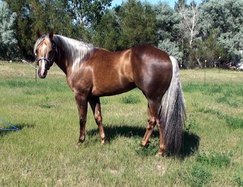 Sooty Palomino Horse, Sooty Palomino, Palomino Stallion, Horses Stallions, Chocolate Palomino, Quarter Horse Stallion, Horse Coat Colors, Horse Reference, Palomino Horse