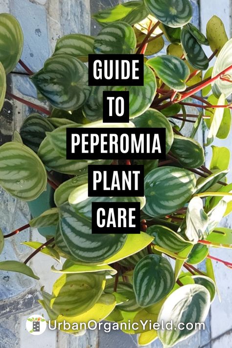 Types Of Peperomia Plants, Peperomia Kimnachii, Peperomia Plant Care, Peperomia Obtusifolia, Desks Shelves, Peperomia Plant, Succulent Soil, Plant Problems, Rubber Plant