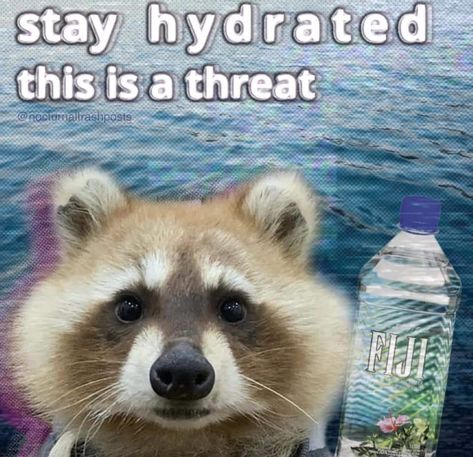 Drink Your Water, Trash Pandas, Cute Raccoon, Raccoon Funny, Trash Panda, Silly Animals, Racoon, Wholesome Memes, Find You