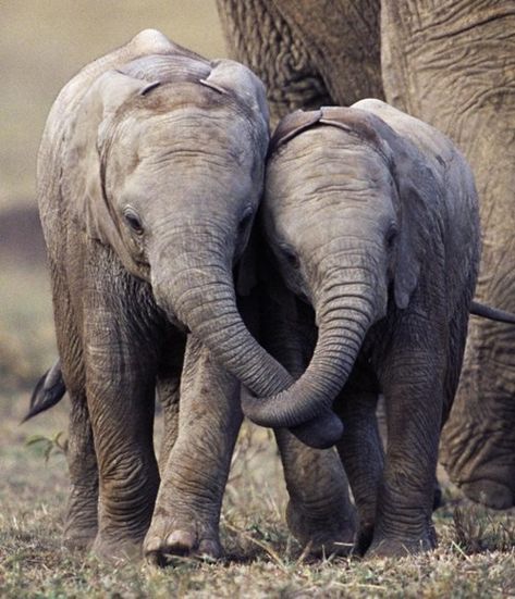 Elephants walking Trunk in Trunk Elephants Never Forget, Photo Animaliere, Baby Elefant, Save The Elephants, Elephant Love, African Elephant, Sweet Animals, Animal Planet, Animal Photo