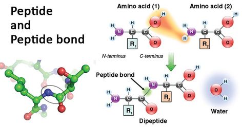 What is a peptide? A peptide is a short-chain made up of amino acid which, together with other peptides, forms a protein. The number of amino acids in a peptide can range from two amino acids to fifty amino acids. Based on the number of amino acids present in the peptide, peptides are of many ... Read more Peptide bond- definition, formation, degradation, examples The post Peptide bond- definition, formation, degradation, examples appeared first on Microbe Notes. Chemical Bond Seratonin, Covalent And Ionic Bonds, Classification Of Amino Acids, Types Of Bonds Chemistry, Biochemistry Amino Acids, Peptide Bond, Botulinum Toxin, Covalent Bonding, Water Molecule