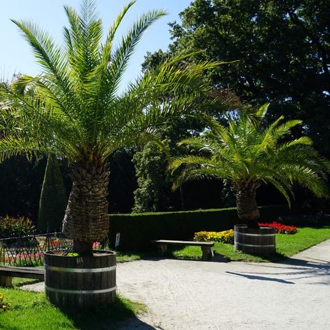 Architectural Trees, Canary Island Date Palm, Palm Plants, Big Planters, Architectural Plants, Planting Ideas, Patio Pots, Palm Plant, Patio Plants