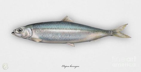 Herring Fish, Aquarius Art, Fish Art, Stock Illustration, Fish, Google Search, Art, Design