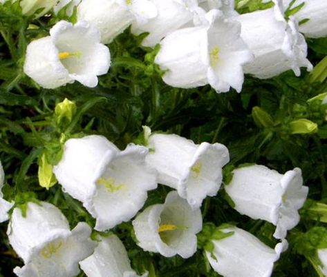 Canterbury Bells White Seeds - Campanula Medium White Bell Flowers, Campanula Flowers, Canterbury Bells, Tall Flowers, Plant Spacing, Herbaceous Perennials, Herb Seeds, Flowers Perennials, Button Flowers