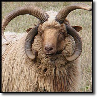 Navajo-Churro Sheep Association Navajo Churro Sheep, Navajo Blankets, Mexican Serapes, Sheep Breeds, Sheep And Lamb, Mule Deer, Unusual Animals, Rare Animals, Manx