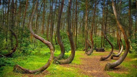 The Hoia Forest is a forest situated to the west of the city of Cluj-Napoca, near the open-air section of the Ethnographic Museum of Transylvania. Hoia Baciu Forest, Crooked Forest, Fairy Tale Forest, Socotra, Haunted Forest, Mysterious Places, Strange Places, Most Haunted, Beautiful Forest