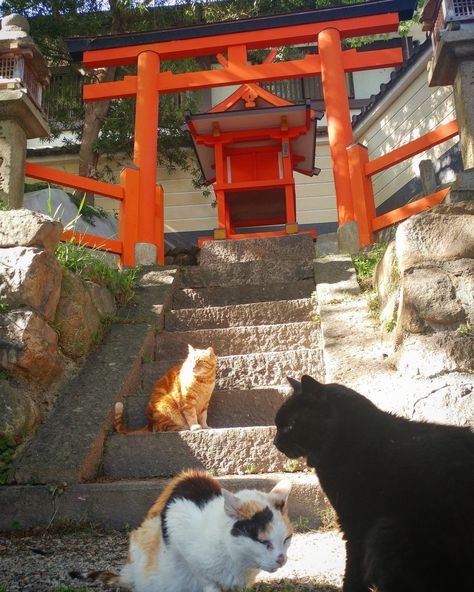 Japan Shrine Aesthetic, Nara Japan Aesthetic, Japanese Shrine Aesthetic, Shrine Aesthetic, Cat Shrine, Japan Shrine, Japanese Shrine, Cat Work, Good Luck Charms