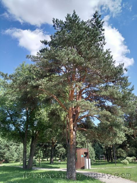 Scots Pine (Pinus Sylvestris) Scots Pine, Pinus Sylvestris, Plant Fungus, Farm Life, Scotch, Tree Trunk, Landscaping, Trees, Forest