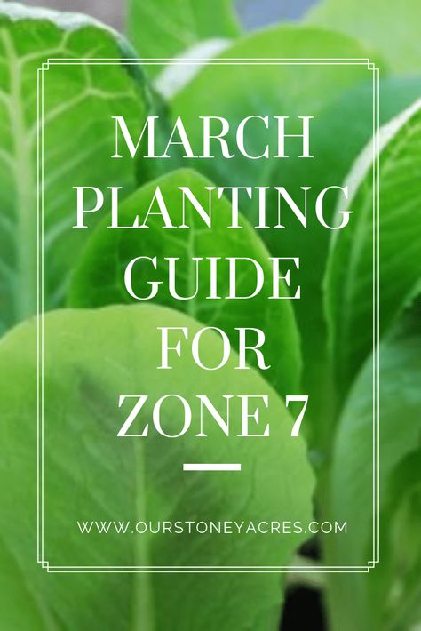 Herbs Zone 7 Vegetable Planting Guide, Zone 7 Planting Schedule, Zone 7b Planting Schedule, March Planting Guide, Zone 7 Gardening, What To Plant In March, Garden 101, When To Plant Vegetables, Winter Vegetables Gardening