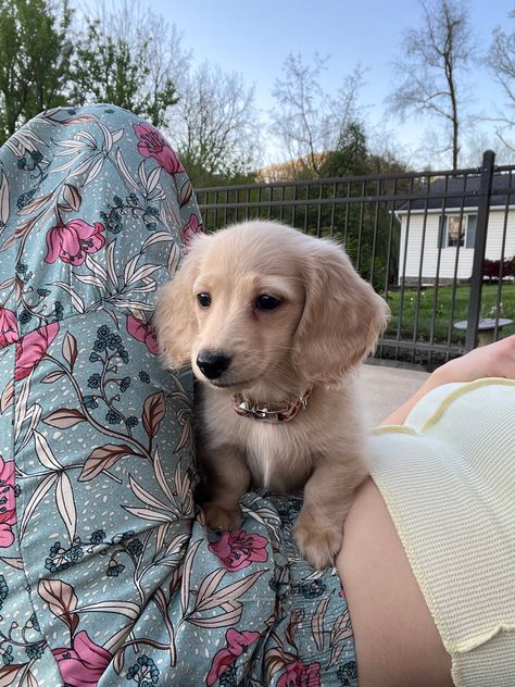 Longhaired Cream Dachshund, Golden Weenie Dog, Dashchund Puppy Aesthetic, Blonde Daschund Puppies, Golden Retriever And Dachshund, Longhair Dachshund Puppy, Cream Daschund Puppies, Creme Long Haired Dachshund, Golden Retriever Daschund Puppy