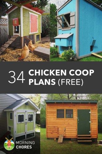 Make sure you're not raising the wrong hen. Here's 10 of the best egg laying chickens breeds that will give you up to 300 eggs per year. Free Diy Chicken Coop Plans, Coop Plans Free, Chickens Coop, Chicken Coop Plans Free, Easy Chicken Coop, Best Egg Laying Chickens, Chicken Barn, Backyard Chicken Coop Plans, Egg Laying Chickens