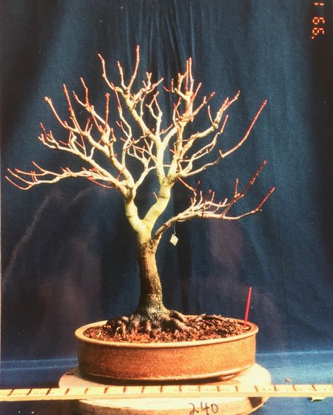 Red Maple as Bonsai | Michael Hagedorn Red Maple Bonsai, Japanese Maple Bonsai, Understory Plants, Acer Rubrum, Maple Bonsai, Street Trees, Tree Canopy, Red Maple, Bonsai Plants