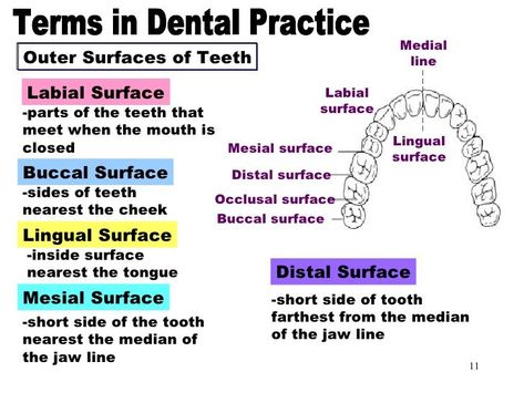 Dentistry Notes, Dental Radiology, Dental Assistant Study Guide, Dental Notes, Dental Charting, Dental Terminology, Dental Nursing, Tooth Surfaces, Registered Dental Assistant