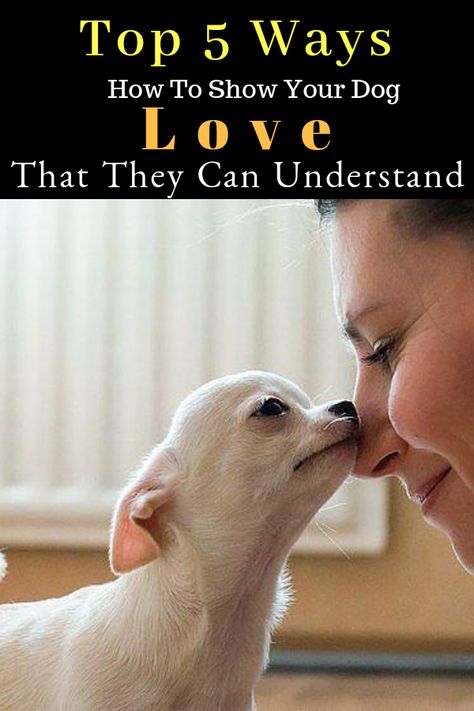 How To Make Your Dog Happy, Dog Owner Tips, Dog Fails, No Reservations, Showing Love, Cute Dog Photos, What Dogs, Bad Behavior, Dog Happy