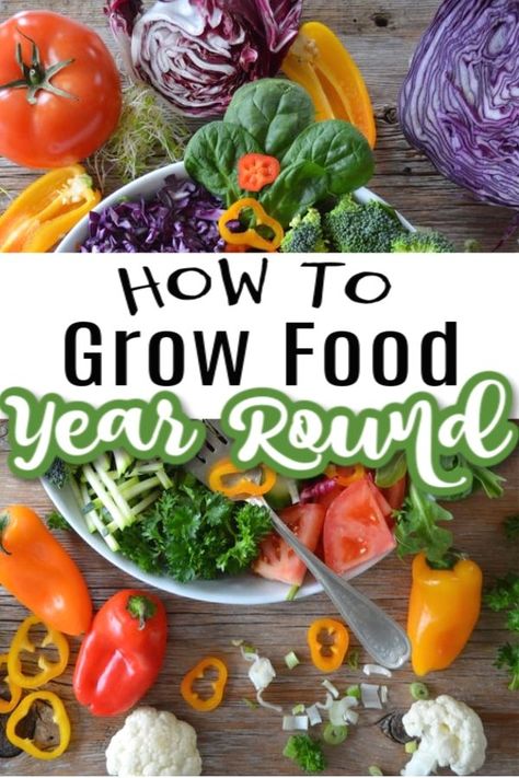 Year Round Vegetable Garden, How To Grow Your Own Food, Growing Own Food, Heirloom Vegetables To Grow, Eatable Garden, Year Round Gardening, Homeless Project, Garden Meals, Year Round Garden