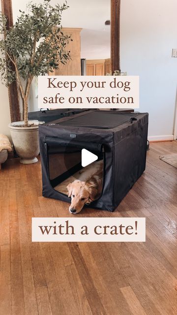 Wire Crate, Crate Mat, 3 Dogs, Good Dog, New Place, Dog Crate, Staying In, On Vacation, Best Dogs