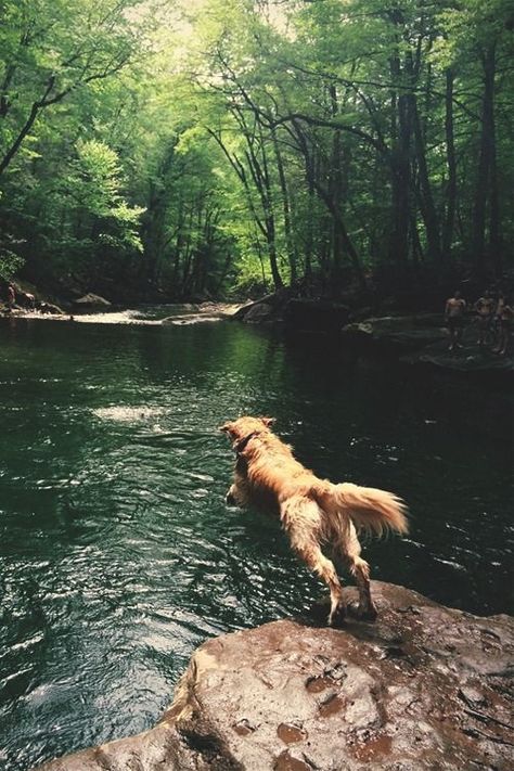 Dog In Backyard, Dog In Nature, Search Pinterest, Nature Dog, Golden Retriever Mix, Puppy Chow, Love My Dog, Hilarious Funny, Tromso