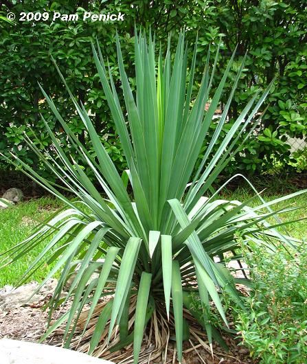 Soft Leaf Yucca.  Heat and Dought Tolerant.  Great texture. Soft Leaf Yucca, Puget Sound Washington, Boulder Rock, Texas Plants, Backyard Ponds, Drought Resistant Plants, Drought Tolerant Garden, Backyard Plants, Yard Landscape