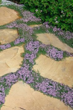 Thyme Plant, Garden Stepping Stones, Garden Steps, Stone Path, Ground Cover Plants, The Secret Garden, Have Inspiration, Garden Pathway, Garden Boxes