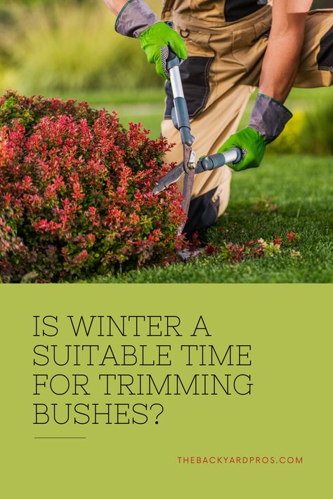 Unlock the Secrets of Winter Pruning! Discover the Dos and Don'ts of Trimming Bushes in the Chilly Season. From expert techniques to valuable insights, this guide will guide you through the art of winter bush trimming. Learn how to maintain the health and shape of your shrubs even when the snowflakes fall. Don't miss out on this essential knowledge for year-round gardening perfection! Trim Bushes, How To Trim Bushes, Holly Bush, Flowering Bushes, Garden Hacks, Dos And Don'ts, Landscape Plan, Garden Maintenance, Late Winter