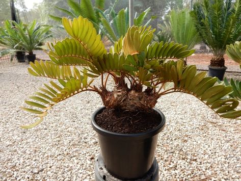 Zamia furfuracea – Cycad International Zamia Furfuracea, Cardboard Palm, Patio Fruit Trees, Low Water Gardening, Tropical Climate, Unique Plants, Growing Indoors, Green House, Plant Collection