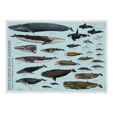 The Whales and dolphins of the Azores. Poster - I love dolphins! #fish #dolphins #seacreature #sealife #gift #gifts #giftsforher #giftsforhim Whale Bathroom, Types Of Whales, Whale Species, Animals Poster, Whale Painting, Whale Nursery, Pure White Background, Educational Wall Art, Comparison Chart