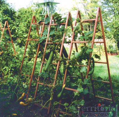 Cucumber & Large Vine Plant Support. This is the plan for the cucumbers in the backyard.. I am currently looking for old wooden ladders for this idea:) Cucumber Support Ideas, Wooden Trellis Ideas, Squash Support, Green Bean Garden, Veggie Trellis, Trellis Squash, Cucumber Vine, Ladder Trellis, Vegetable Trellis