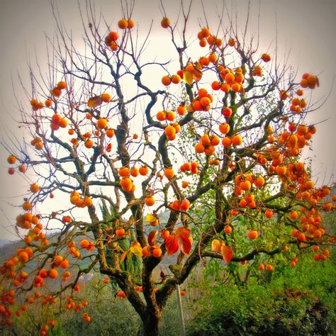 Fruit Tree Painting, Persimmon Tree, Low Water Gardening, New Fruit, Indoor Gardens, Food Forest, Fruit Tree, Trendy Tree, Orange Tree