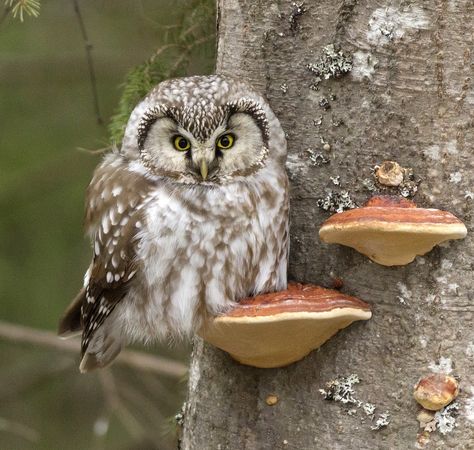 Saw Whet Owl, Awesome Owls, Owl Photos, Hoot Owl, Owl Pictures, Beautiful Owl, Owl Bird, Wise Owl, Baby Owls