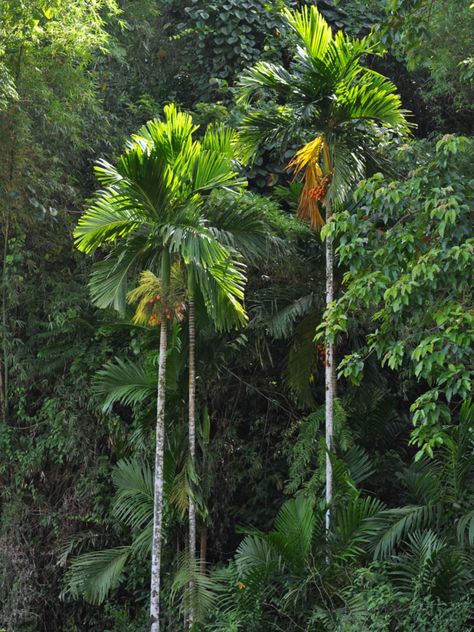 Areca Catechu, Landscape References, Jungle Gardens, Planting Design, Landscape Images, Tropical Landscape, Random Art, Tropical Landscaping, Plant Species