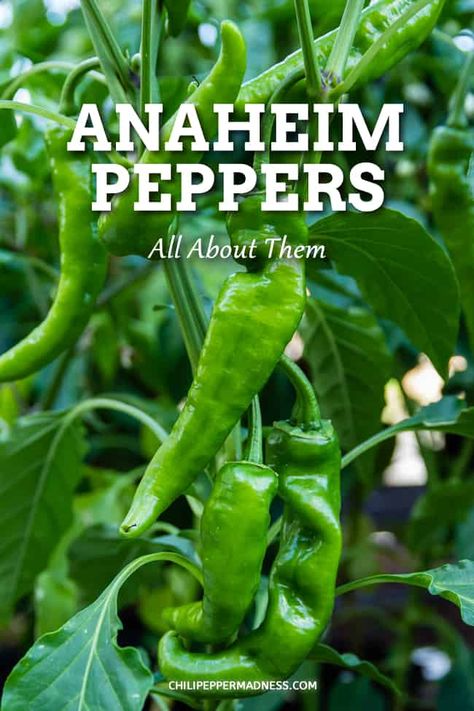 How To Freeze Anaheim Peppers, Anaheim Pepper Recipes Canning, What To Do With Anaheim Peppers, Canning Anaheim Peppers, Anaheim Pepper Recipes, California Chili, Anaheim Peppers, Growing Hot Pepper, Hillside Gardening