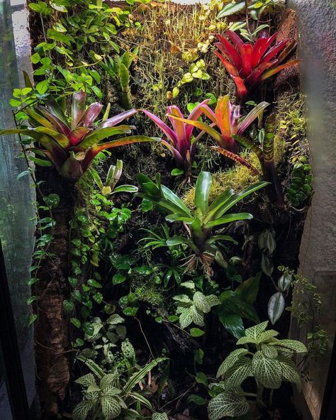 Arboreal Vivarium, Bromeliad Terrarium, Rainforest Vivarium, Plant Cabinets, Jungle Terrarium, Rainforest Terrarium, Crested Gecko Vivarium, Frog Enclosure, Dart Frog Terrarium