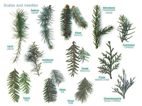 Fun Facts About Pine Trees | Clearview Tree Removal Types Of Evergreen Trees, Tree Leaf Identification, Types Of Pine Trees, Identifying Trees, Leaf Identification, Types Of Trees, Tree Id, Tree Identification, Tree Removal