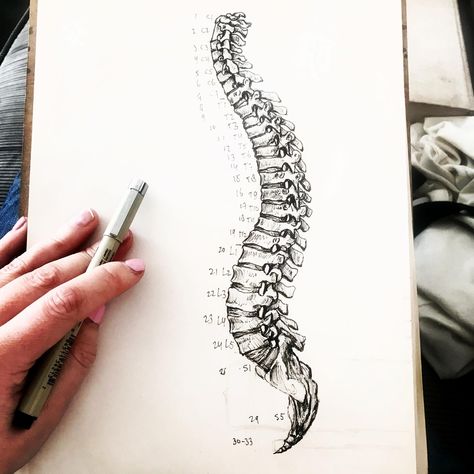 Anatomy study, the vertebral column, cervical vertebrae, thoracic vertebrae, lumbar vertebrae, sacrum, tailbone @kristakitszart . . . . . #anatomydrawing #anatomystudy #humananatomy #anatomie #anatomietekening #spine #spinedrawing #wervelkolom #tekenaar #drawingartist #vertebrae #pendrawing #drawingstudy Spinal Cord Drawing, Spine Drawing, Thoracic Vertebrae, Cervical Vertebrae, Anatomy Study, Drawing Studies, Drawing Artist, Anatomy Drawing, Human Anatomy