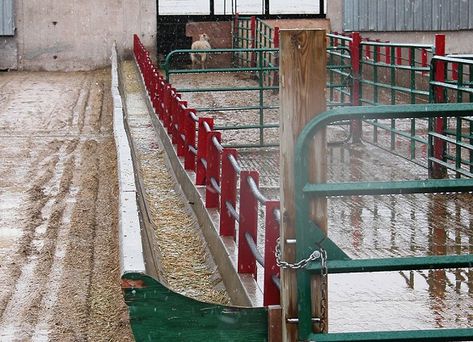 Low labour feeding systems and bunk design for sheep | ontario.ca Goat Barn Plans, Sheep Feeders, Raising Livestock, Sheep Barn, Sheep Pen, Farming Animals, Goat Pen, Goat House, Farming Ideas