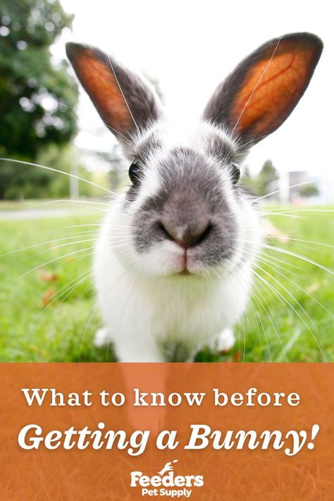 Thinking about getting a pet bunny or rabbit? Here is a quick guide from Feeders Pet Supply on the basics of a getting a pet bunny. Rabbit Diet, Safety Plan, Rabbit Treats, Rabbit Life, Bunny Care, Rabbit Eating, Surprise Surprise, Rabbit Care, Therapy Animals