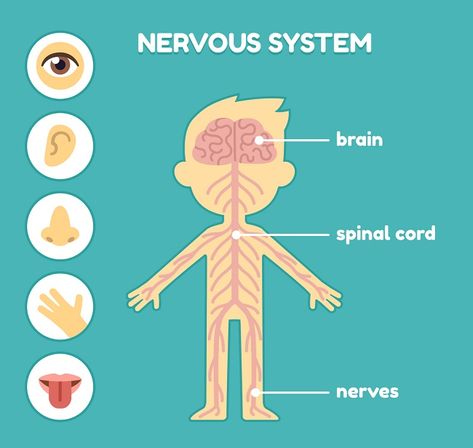 Nervous System Parts, Nervous System Diagram, Nervous System Anatomy, Nervous System Activities, Human Nervous System, Human Body Activities, Peripheral Nervous System, Human Body Unit, Craniosacral Therapy